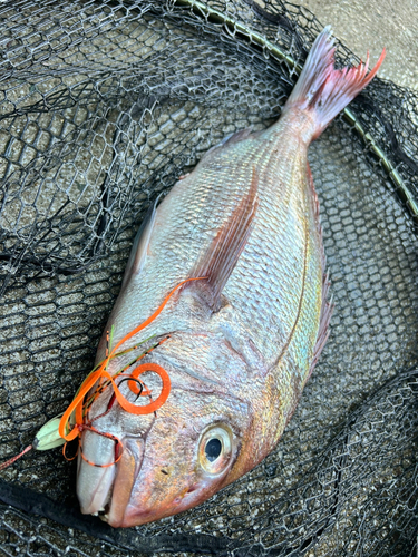 マダイの釣果