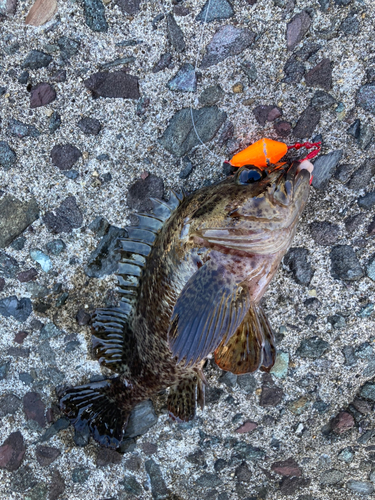 ムラソイの釣果