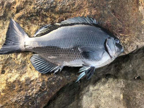 メジナの釣果