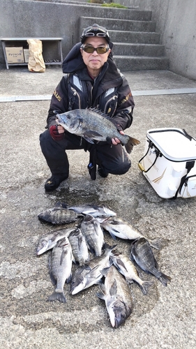 チヌの釣果