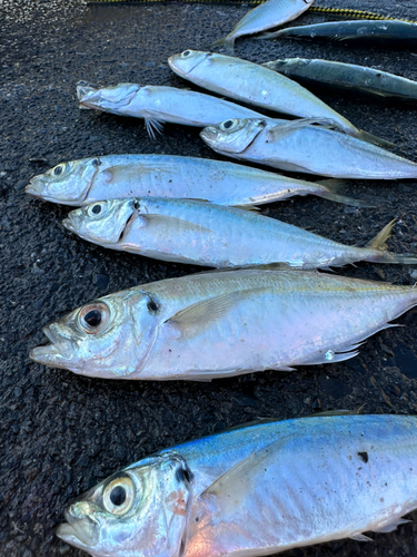 アジの釣果