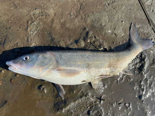 ウグイの釣果