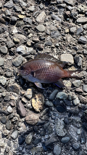 スズメダイの釣果