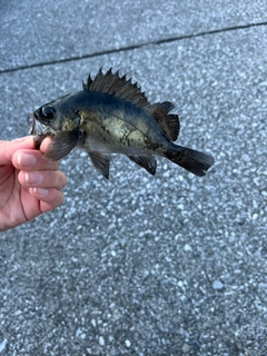 クロメバルの釣果