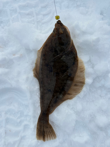 カレイの釣果