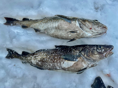 タラの釣果