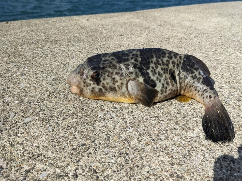 フグの釣果