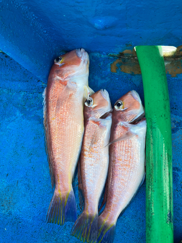 アマダイの釣果