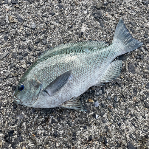 クチブトグレの釣果