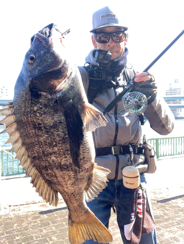 チヌの釣果