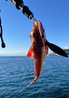 ホウボウの釣果