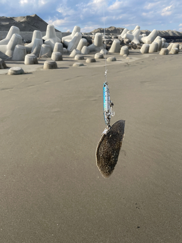 シタビラメの釣果