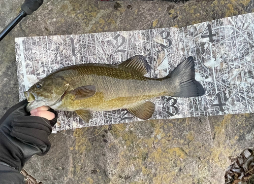 スモールマウスバスの釣果