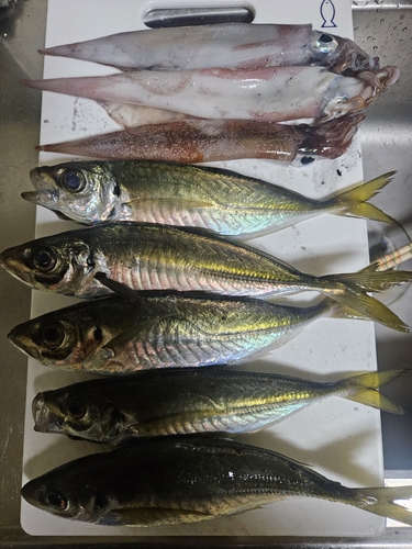 アジの釣果