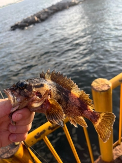 ムラソイの釣果