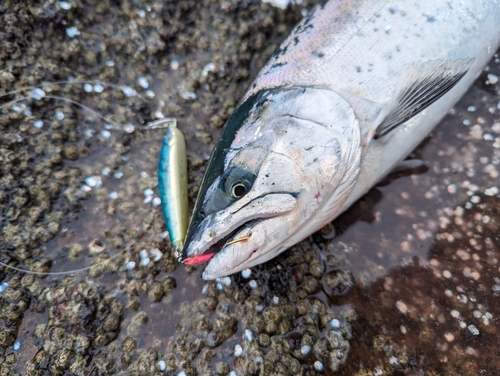 サクラマスの釣果