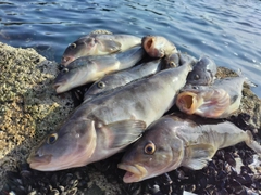 ホッケの釣果