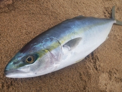 ツバスの釣果