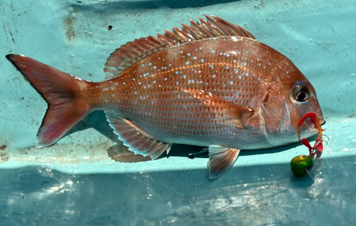 ドS東京湾鯛ラバ備忘録さんの釣果 2枚目の画像