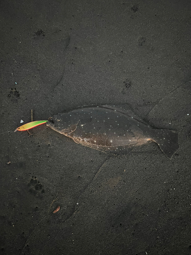 ヒラメの釣果