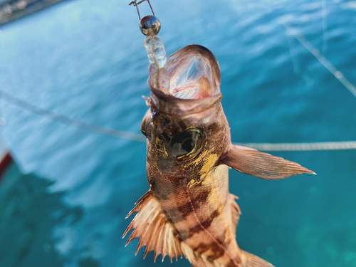 アカメバルの釣果