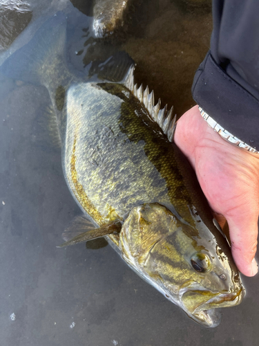 スモールマウスバスの釣果