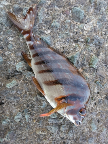 タカノハダイの釣果