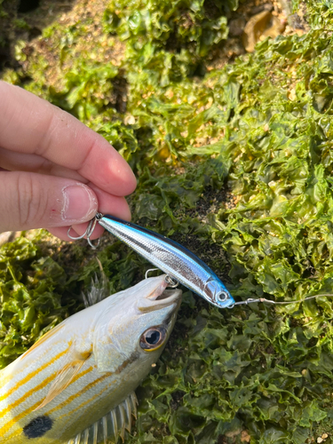 ニセクロホシフエダイの釣果