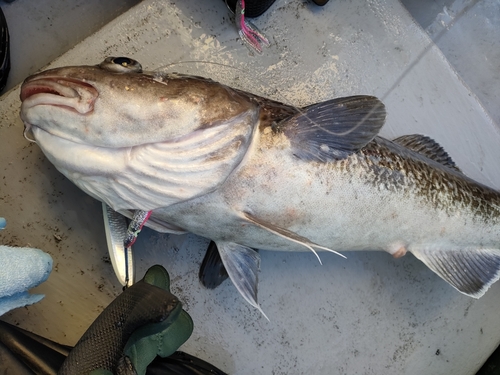 タラの釣果