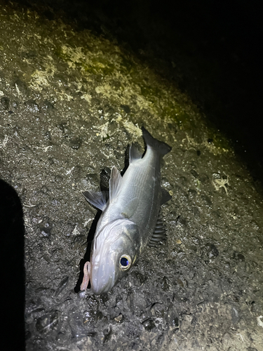 セイゴ（マルスズキ）の釣果