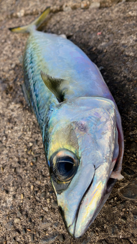 マサバの釣果