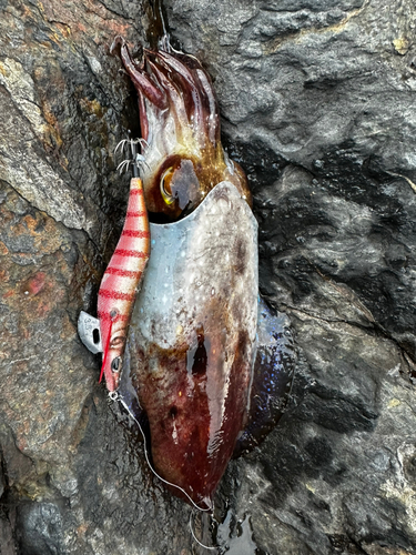 コブシメの釣果