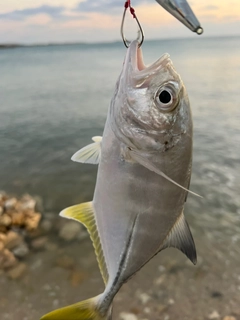 ガーラの釣果