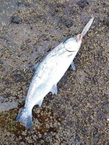 サクラマスの釣果