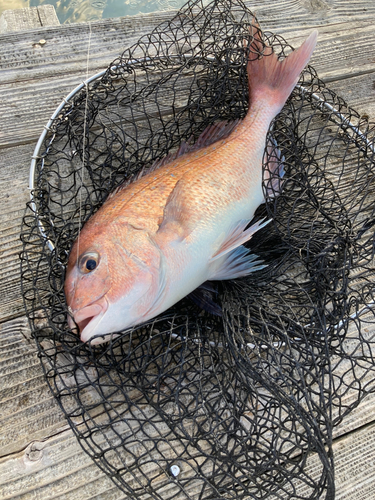 マダイの釣果