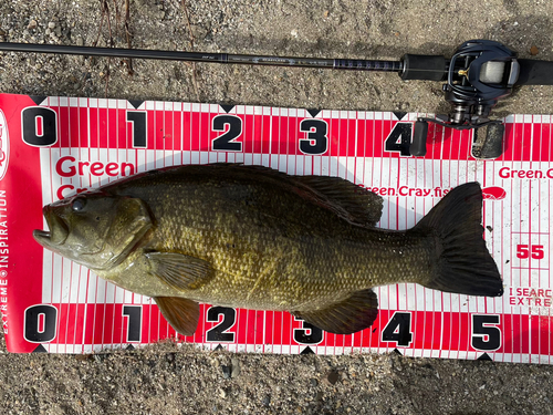 ブラックバスの釣果