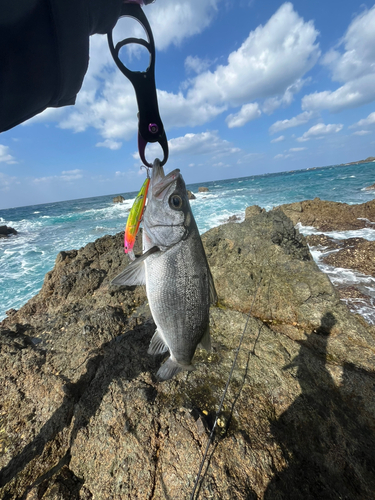 ヒラスズキの釣果