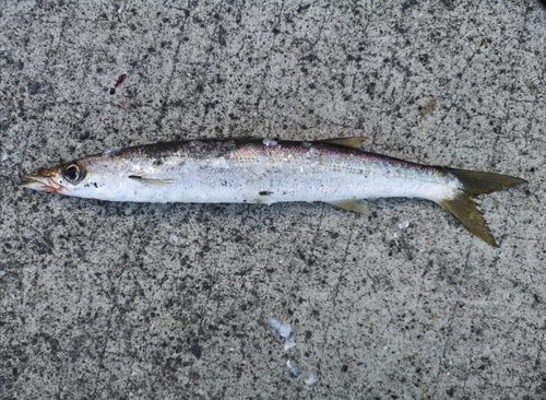 カマスの釣果