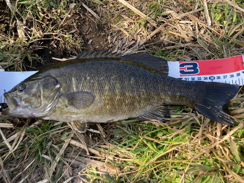 スモールマウスバスの釣果