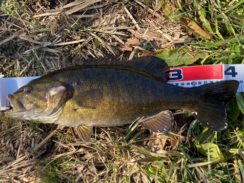 スモールマウスバスの釣果