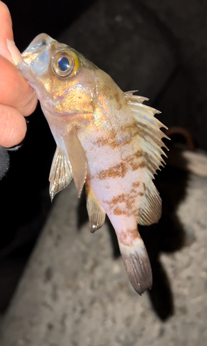 メバルの釣果