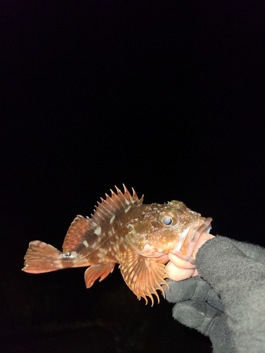 アラカブの釣果