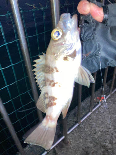 シロメバルの釣果