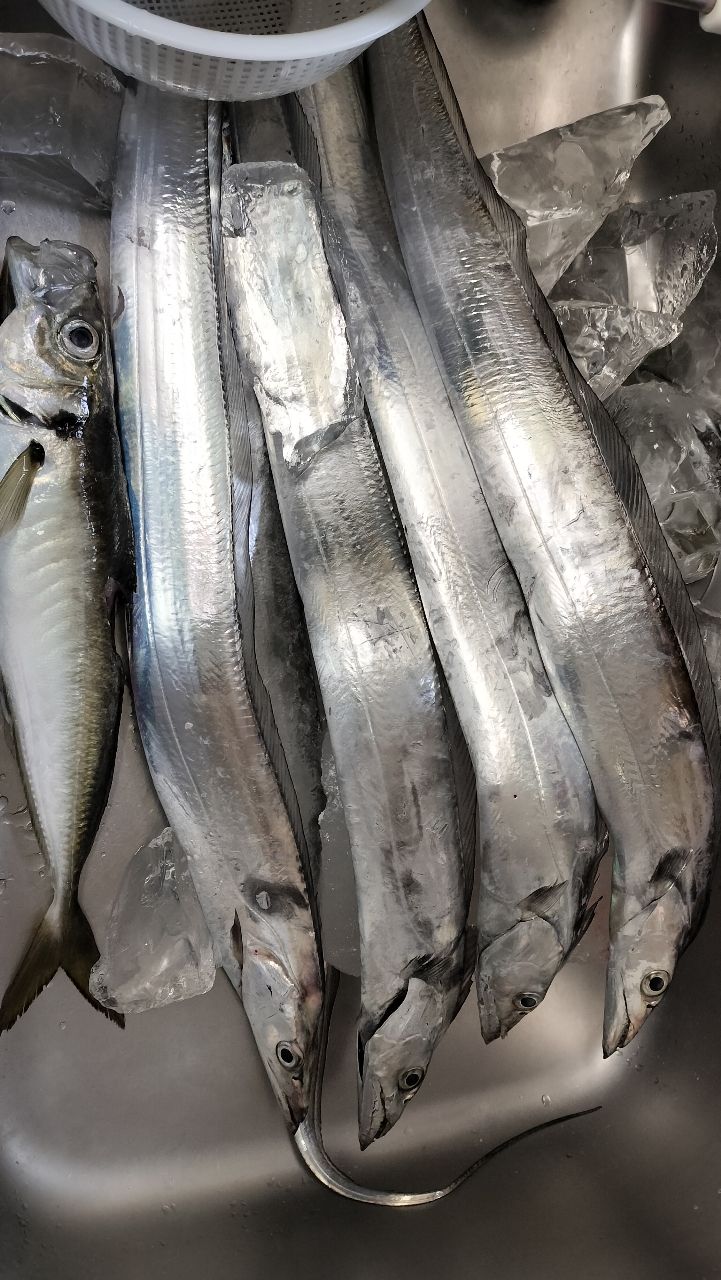 東京湾のおっさんさんの釣果 2枚目の画像