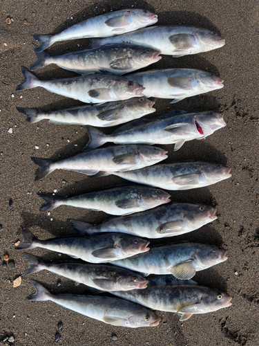 ホッケの釣果