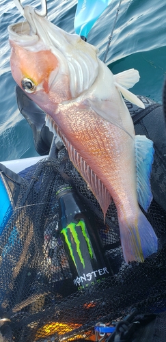 アマダイの釣果