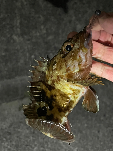 カサゴの釣果