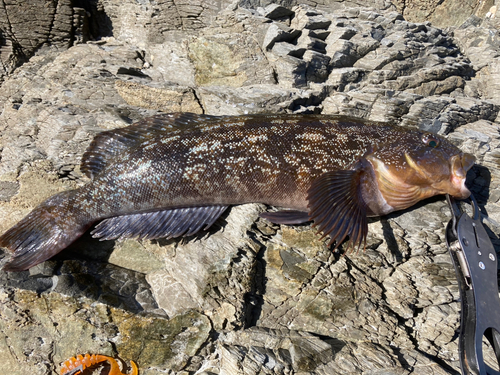 アイナメの釣果