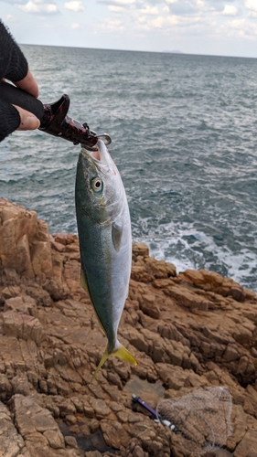 ヤズの釣果