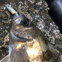 圧切長谷部の釣果